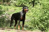 DOBERMANN 847